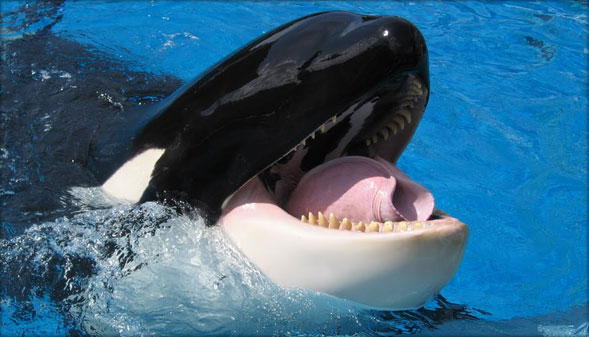 Discount Tickets for Florida SeaWorld